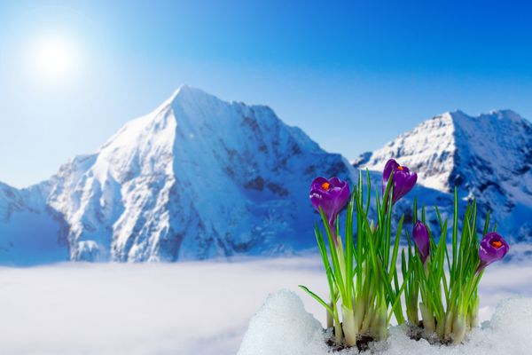 گل های کروکوس بهاری در برف - در پس زمینه کوه های برفی