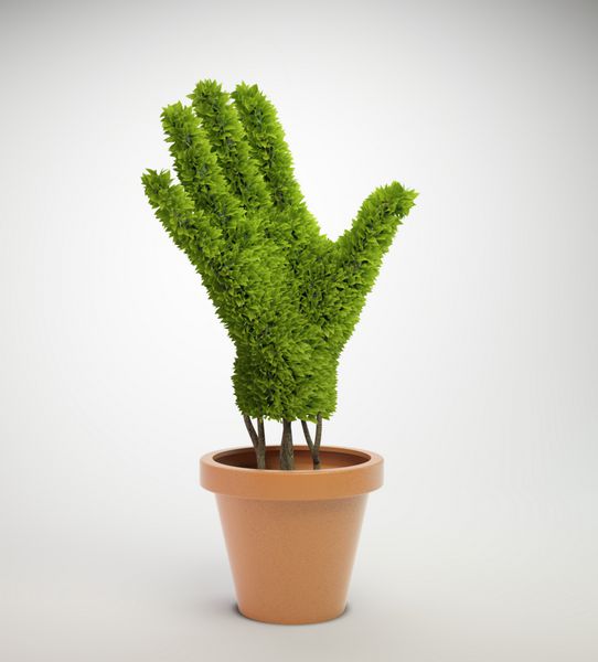 گیاه کوچکی به شکل دست انسان که از گلدان می روید