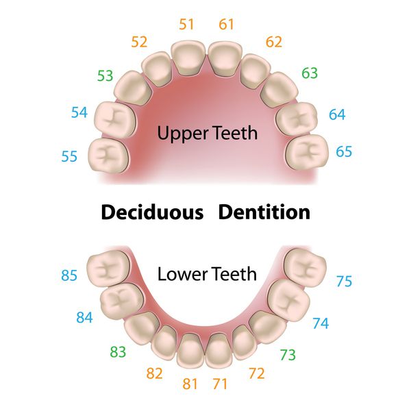 نماد دندانی دندان های شیری