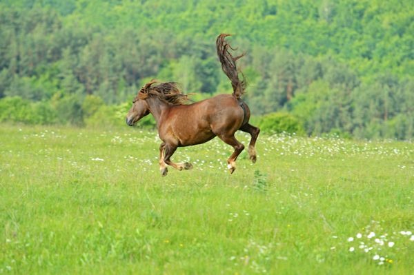 اسب در حال تاختن با عجله