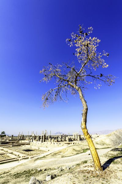 درختی از کاخ خشایارشا در تخت جمشید شیراز ایران