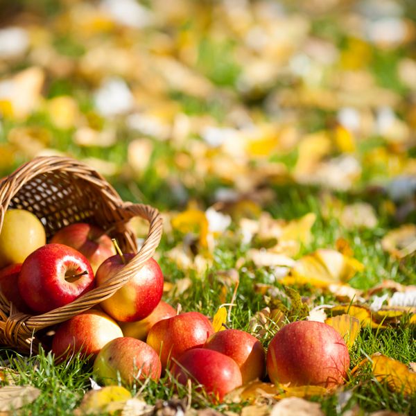 سبدی پر از سیب های آبدار قرمز پراکنده در یک علف در باغ پاییزی