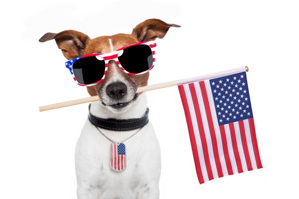 سگ آمریکایی با پرچم ایالات متحده آمریکا