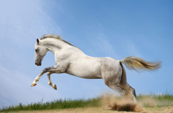 اسب نر سفید نقره ای در علف