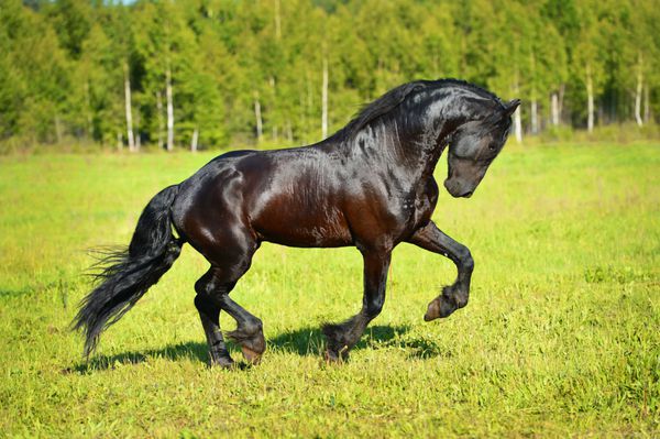 اسب سیاه در تابستان بر روی چمنزار می دود و به سمت راست می دود