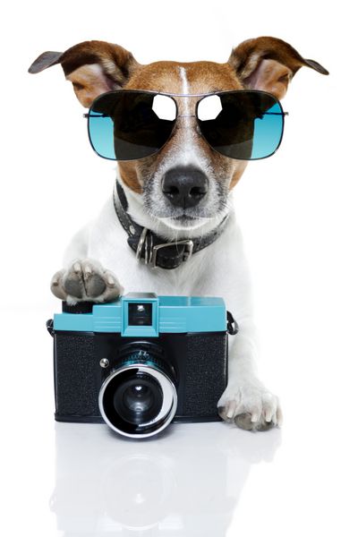 عکس گرفتن سگ با دوربین عکاسی فانتزی