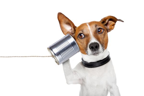 سگ روی تلفن با قوطی