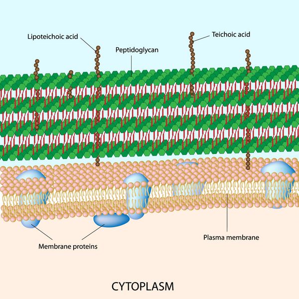 دیواره سلولی باکتری گرم مثبت