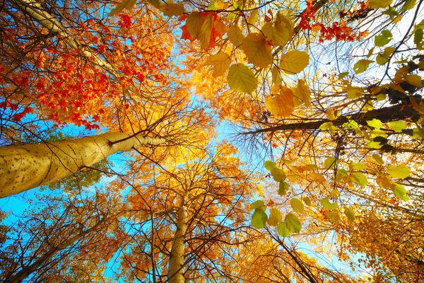 درختان پاییزی در جنگل و آسمان آبی روشن با خورشید