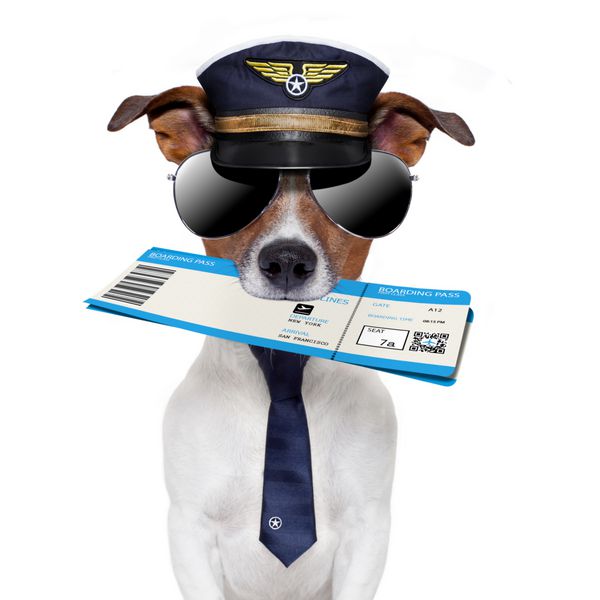 سگ کارت پرواز با کلاه و کراوات