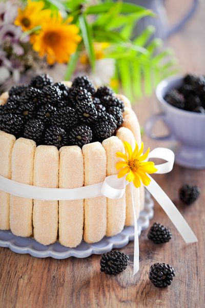 کیک بیسکویت شارلوت با توت سیاه و خامه شکلاتی فوکوس انتخابی