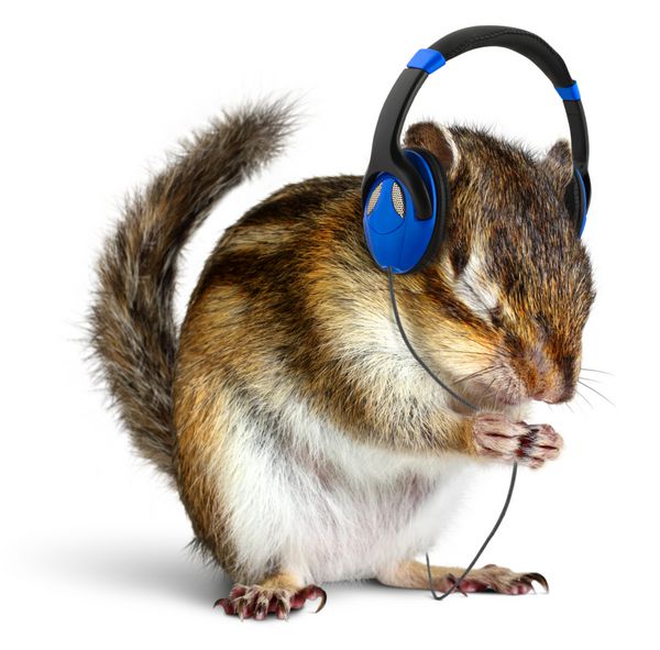 سنجاب خنده دار در حال گوش دادن به موسیقی با هدفون جدا شده روی سفید