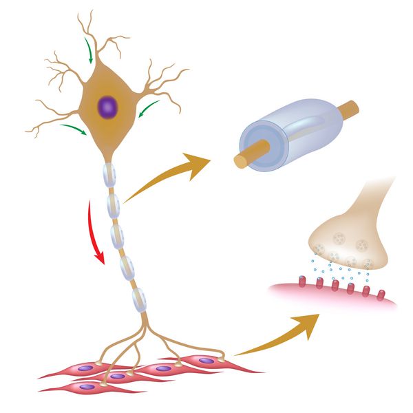 نورون حرکتی با جزئیات میلین و سیناپس