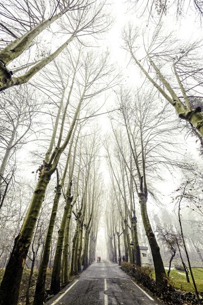 زنان در حال قدم زدن در جنگلی تاریک با مه و درختان سیاه در کاخ سعدآباد در شمال تهران ایران