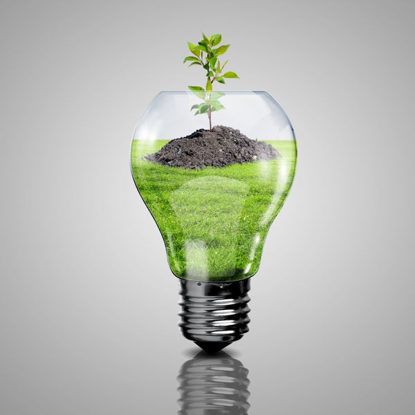لامپ برق و یک گیاه درون آن به عنوان نماد انرژی سبز