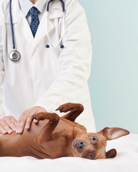 متخصص دامپزشکی سگ کوچک را معاینه می کند