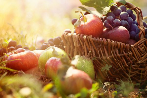میوه ارگانیک در سبد در چمن تابستانی انگور گلابی و سیب تازه در طبیعت
