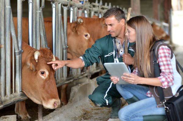 کشاورز و دامپزشک در حال بررسی گاوها
