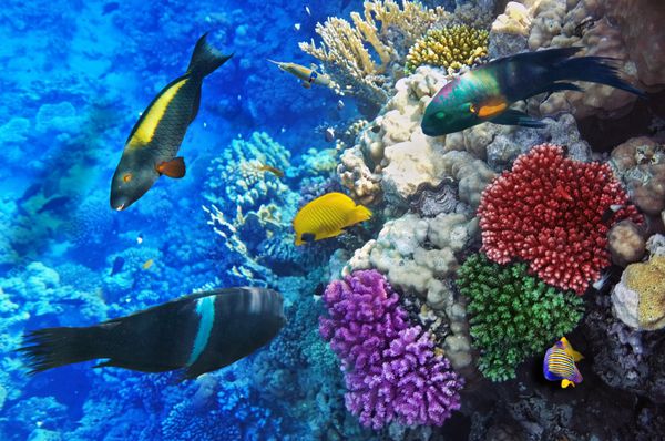 مرجان و ماهی در دریای سرخ مصر