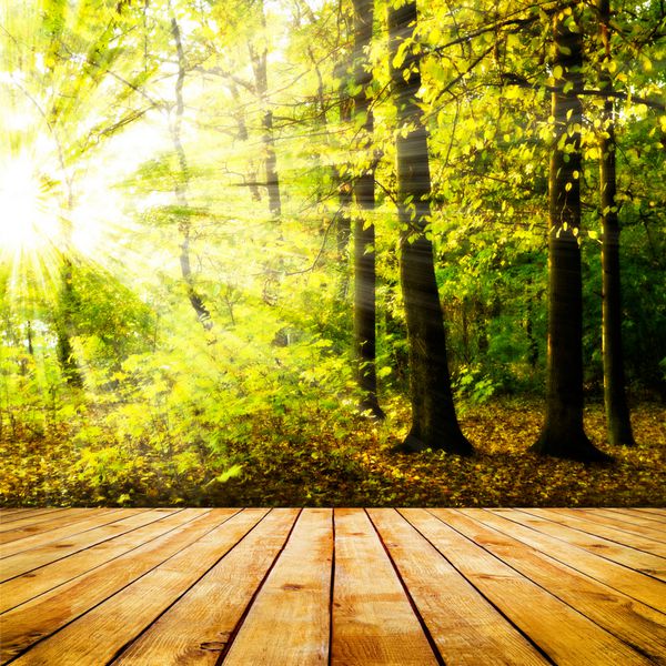 نور زیبای خورشید در جنگل پاییزی و کف تخته های چوبی