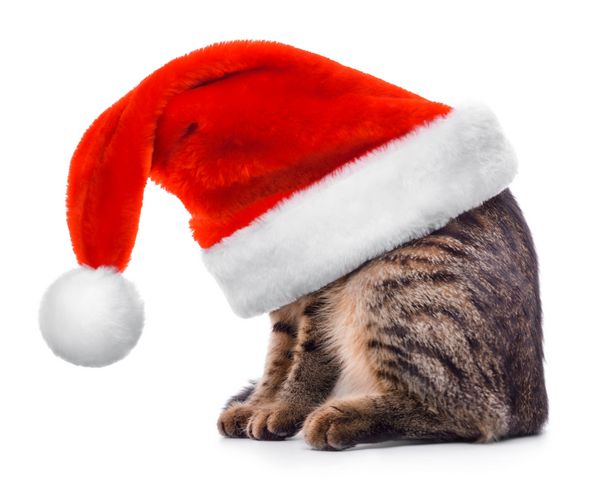 گربه با کلاه قرمز بابا نوئل جدا شده در پس زمینه سفید