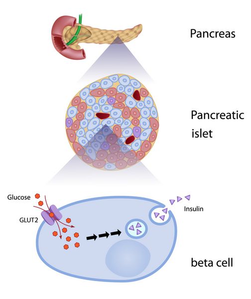 گلوکز باعث ترشح انسولین در سلول های بتا پانکراس می شود