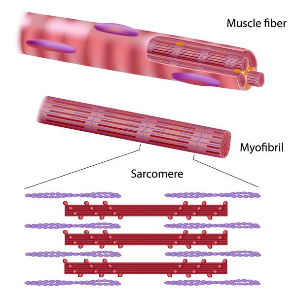 ساختار فیبر عضلانی اسکلتی
