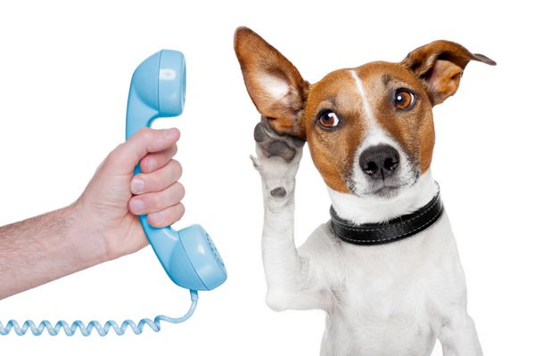 سگ در تلفن دست مرد در حال گوش دادن با دقت