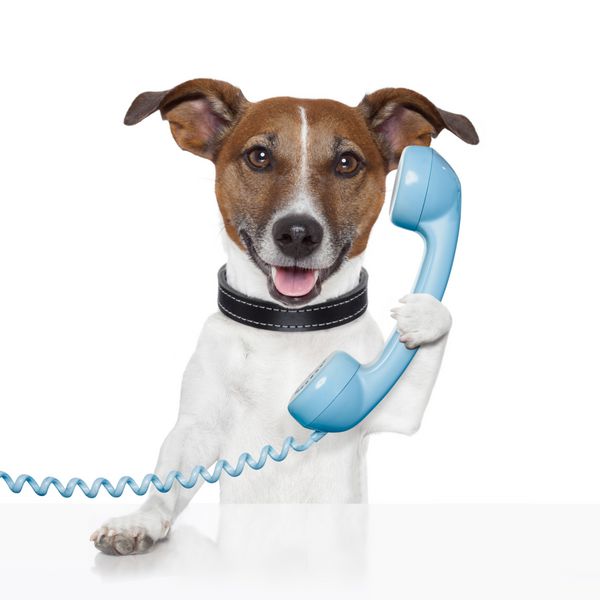 سگ در حال صحبت کردن و تماس تلفنی