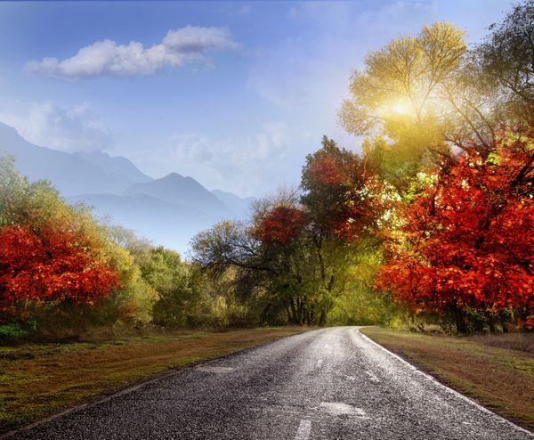جاده آسفالته در جنگل پاییزی