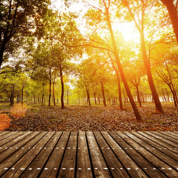 درختان جنگلی پس زمینه نور خورشید چوب سبز طبیعت