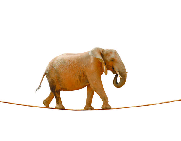 فیل در حال راه رفتن روی طناب در زمینه سفید