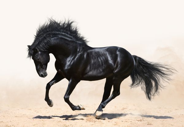 اسب نر سیاه در حال حرکت در عرصه