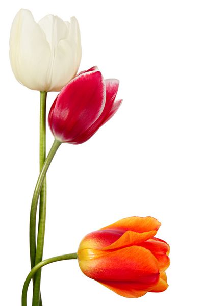 سه گل بهاری لاله های متنوع جدا شده در پس زمینه سفید