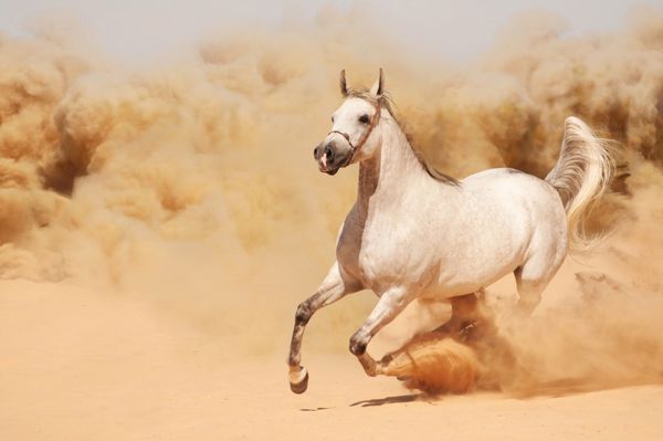 اسب سفید اصیل عربی که در صحرا می دود