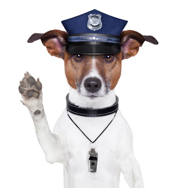 سگ پلیس که با کلاه می خواهد توقف کند