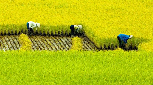 کشاورزان در حال برداشت برنج در های هاو نام دین ویتنام