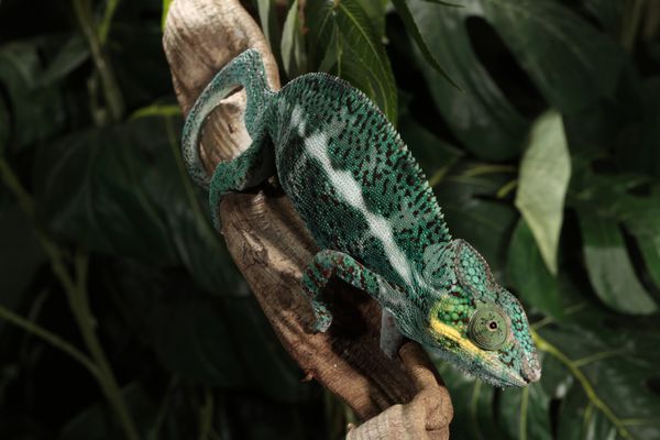 آفتاب پرست پلنگ - Furcifer pardalis - بومی شرق و شمال ماداگاسکار