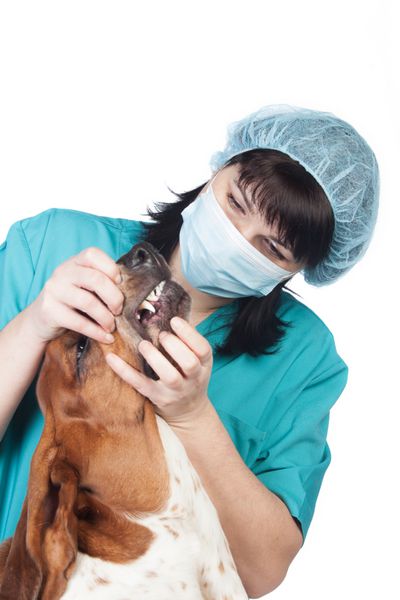 دامپزشک یک سگ جدا شده را بررسی می کند