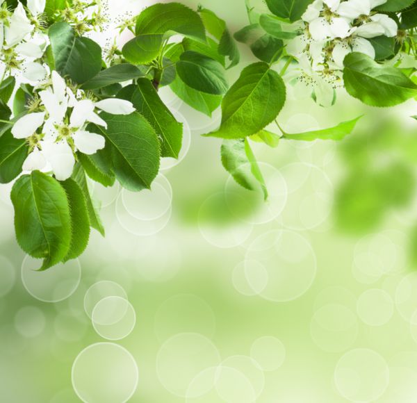 شکوفه بهار - حاشیه گل از برگ های سبز و گل های سفید پس زمینه طبیعت انتزاعی