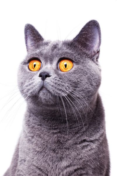 گربه بریتانیایی مو کوتاه خاکستری با چشمان زرد روشن جدا شده در پس زمینه سفید