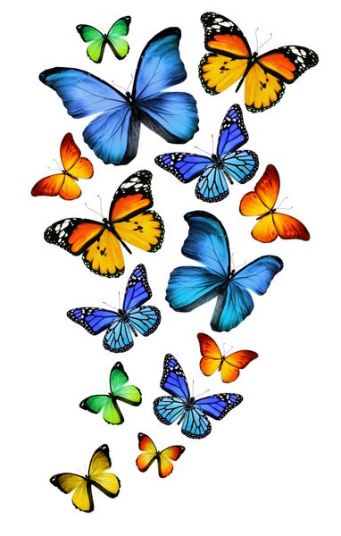 بسیاری از پروانه های مختلف جدا شده در پس زمینه سفید