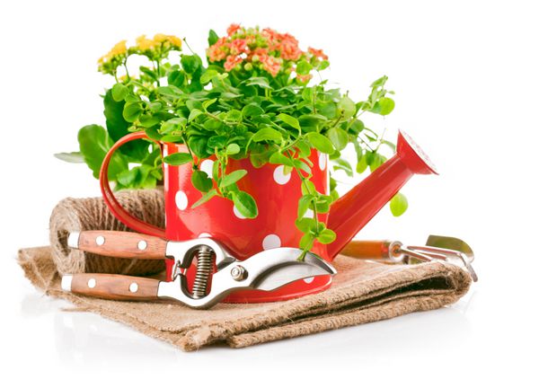 گیاه سبز در قوطی آبیاری قرمز با ابزار باغبانی جدا شده در زمینه سفید