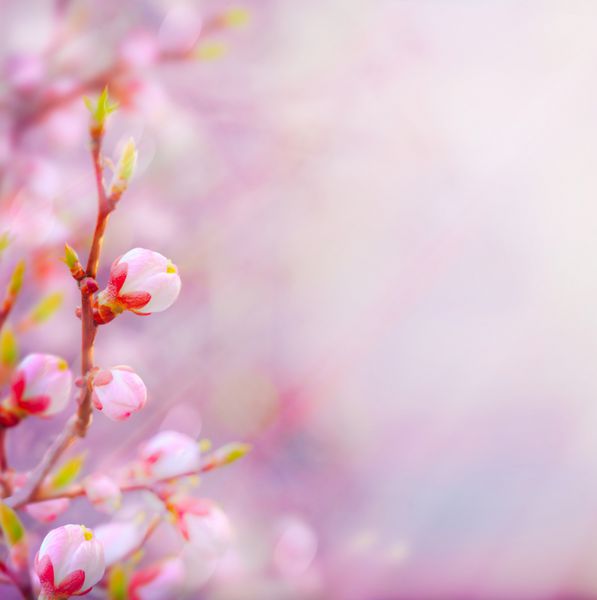 درخت زیبای شکوفه بهاری در پس زمینه آسمان