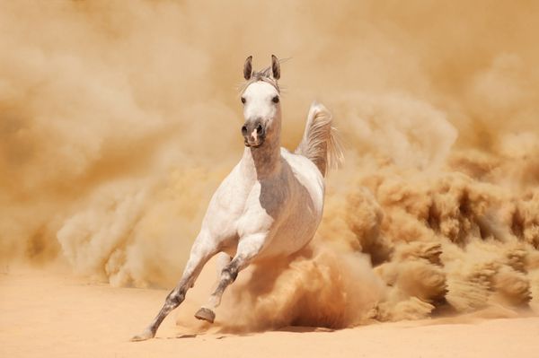 اسب سفید اصیل عربی که در صحرا می دود