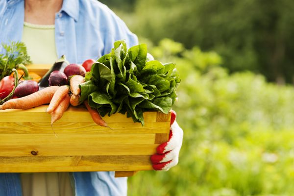 زن ارشد جعبه ای با سبزیجات در دست دارد