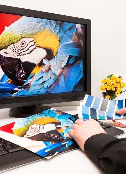 طراح گرافیک در محل کار نمونه های رنگی عکس پرنده ماکائو طوطی آبی