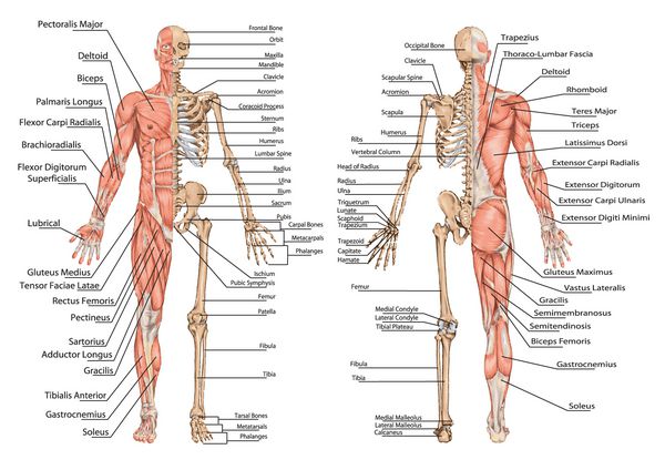 اسکلت انسان از نمای خلفی و قدامی - تابلوی آموزشی آناتومی سیستم استخوانی و عضلانی انسان