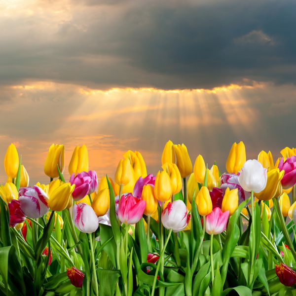 منظره بهاری با گل های لاله و ابرهای زیبا و خورشید در آسمان