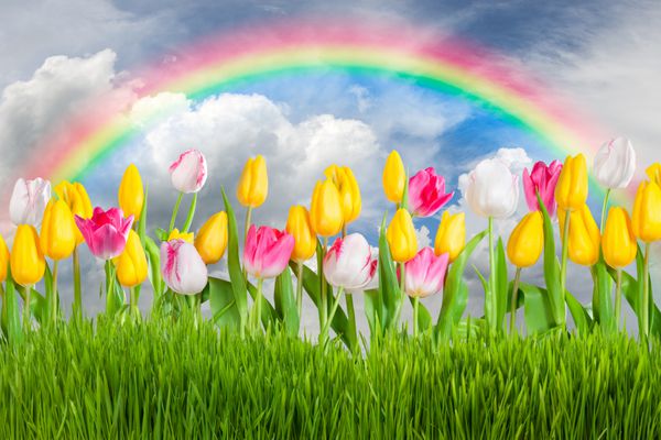 منظره بهاری با گل های لاله رنگین کمان و ابرهای زیبا در آسمان